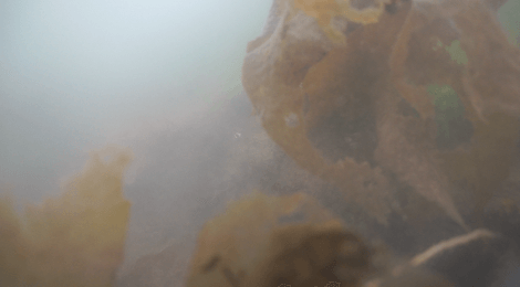 OHK(岡山放送)の水中動画撮影のロケ現場風景2