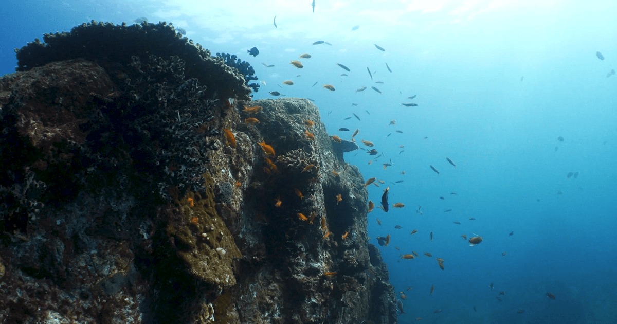 柏島で撮影した水中映像のサムネイル画像